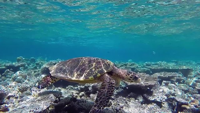 Hawksbill sea turtle swims foraging in the coral reef