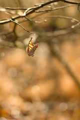 Dry branch, stick, autumn background.