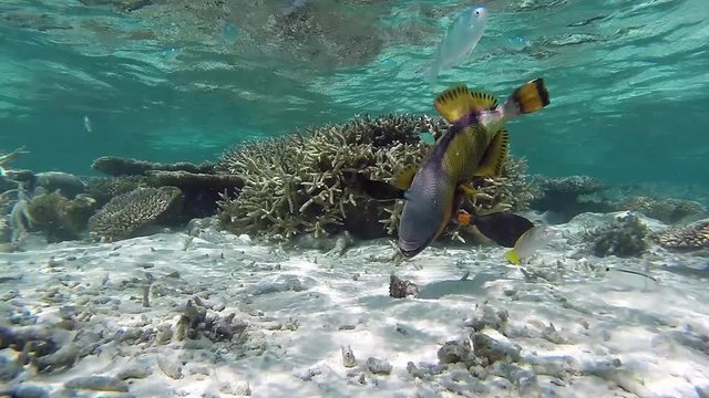 Maldives giant triggerfish cracks a sea shell for food
