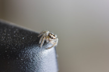 Jumping Spider