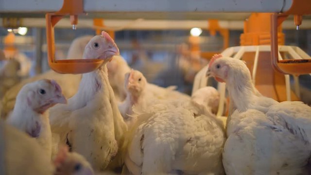 White broilers use drinkers and feeders inside a cage. 