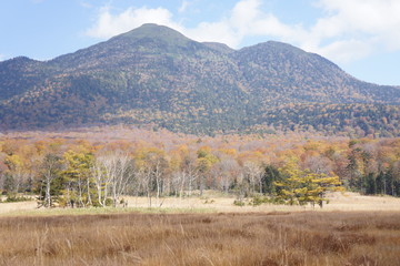 Fototapeta premium 蔵王 紅葉