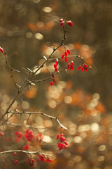 Berberis red berry source of vitamin C.