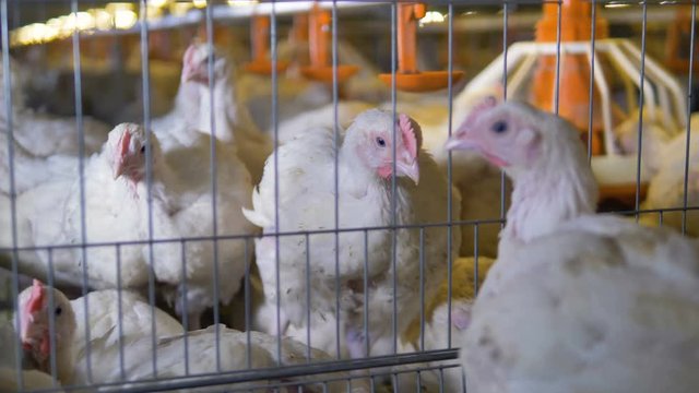White broilers look between the mesh wires into other cages. 