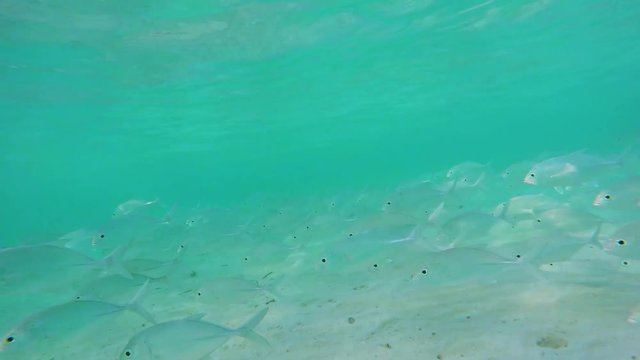 Maldives young island trevally Carangidae shoaling is foraging in shallow tropical water close to the beach 