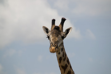 Naklejka premium Head of Giraffe