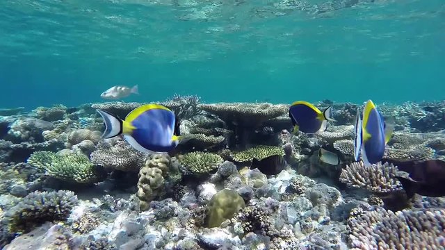 Maledivers powder blue surgeonfish shoaling is foraging at the coral reef