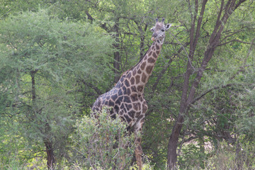 Maasai Giraffe