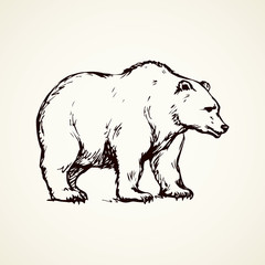 Bear. Vector drawing