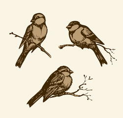Vector drawing. Tits, sparrows and bullfinches on branches
