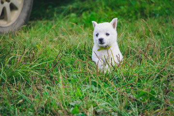 a white little puppy running and playing in the green grass