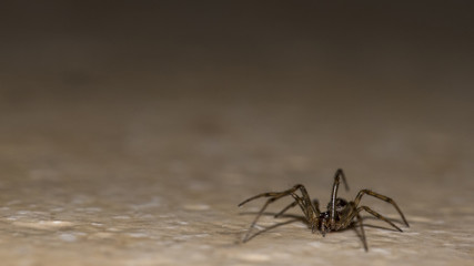 Macro Spider