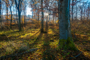 Deep forest in sunset in colorful autumn, little Carpathian, Slovakia, Europe