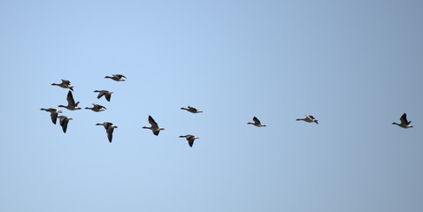 Gänse Vogelzug