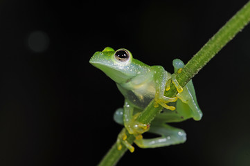 Fototapeta premium Glasfrosch (Teratohyla pulverata) - Powdered glass frog