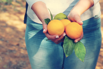 Fototapeta na wymiar Rural image of a woman picks oranges in the citrus plantation. Vintage filtered photo.