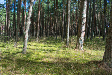forest in palanga