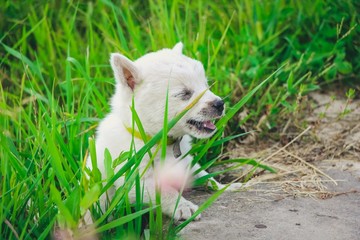 a white little puppy running and playing in the green grass