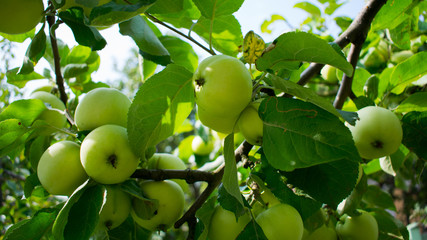 apple tree an apples on the branch 