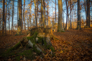 Deep forest in sunset in colorful autumn, little Carpathian, Slovakia, Europe