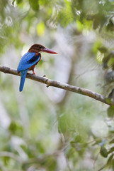 White-throated Kingfisher - Halcyon smyrnensis, Sri Lanka. Sitting on the branch near the water.