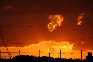 夕焼けと鳥2_769