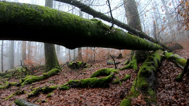 Verrottender Baumstamm im Naturpark Spessart, Zersetzung, Verg&auml;nglichkeit, Urwald, Laubwald, 4K