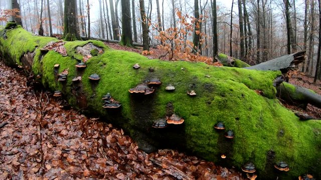 Verrottender Baumstamm im Naturpark Spessart, Zersetzung, Verg&auml;nglichkeit, Urwald, Laubwald, 4K