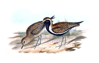 Illustration of bird