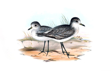 Illustration of bird