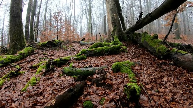 Verrottender Baumstamm im Naturpark Spessart, Zersetzung, Verg&auml;nglichkeit, Urwald, Laubwald, 4K