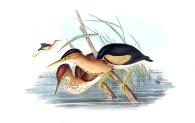Illustration of bird