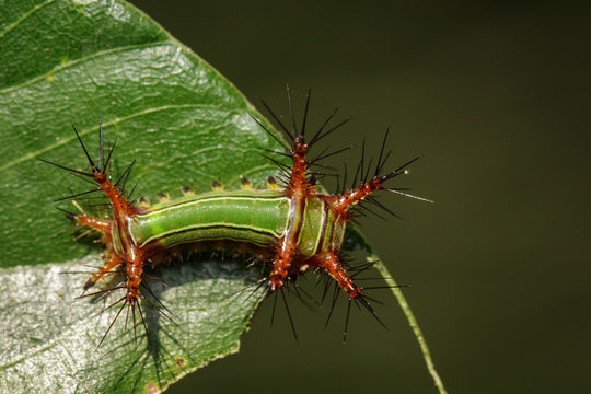 Image of Stinging Nettle Slug Caterpillar (Cup Moth, Limacodidae) "Green Marauder" on green leaves. Insect. Worm. Animal.