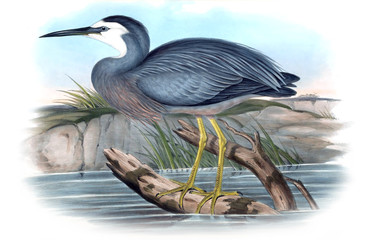 Illustration of bird