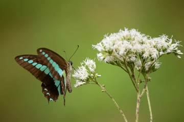 A blue triangle butterfly and white flowers.