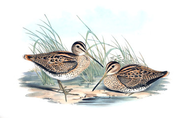 Illustration of bird