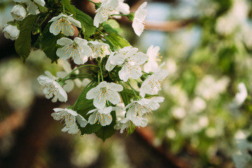 Cherry blossoms, Spring, blooming gardens, macro photography, sunset