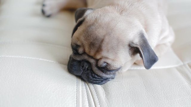 Sleepy puppy the pug on the white background. Cute small dog.