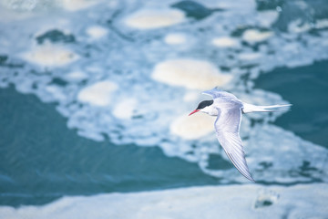 Arctic tern over icebergs, Jokulsarlon, Ring Road, South East Iceland