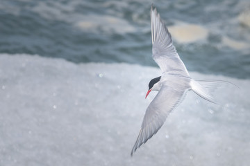 Arctic tern over icebergs, Jokulsarlon, Iceland