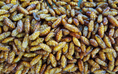 Silkworm pupae or Fried pupa in the market for sale. Thai food at market.