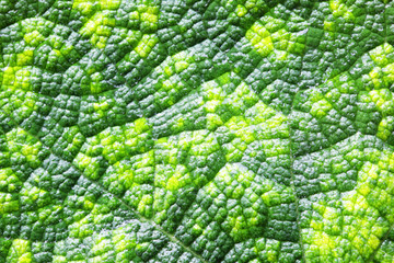 close up of green fresh leaf background