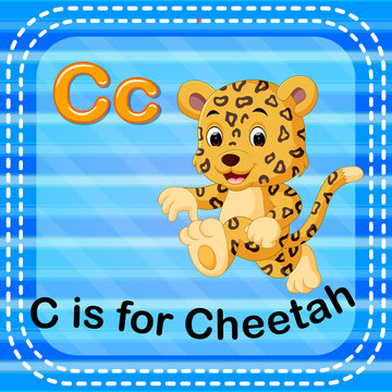 Flashcard letter C is for cheetah