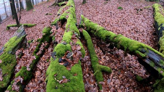 Verrottender Baumstamm im Naturpark Spessart, Zersetzung, Verg&auml;nglichkeit, Urwald, Laubwald, 4K