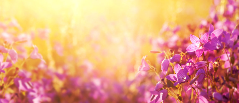 Spring background. Colorful floral background with beautiful bells in the sunlight.