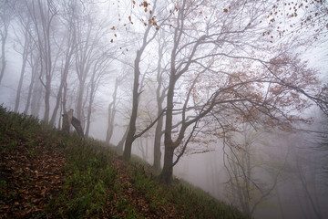 Obraz na płótnie Canvas Dark forest in fog weather in autumn, little Carpathian, Slovakia, Europe