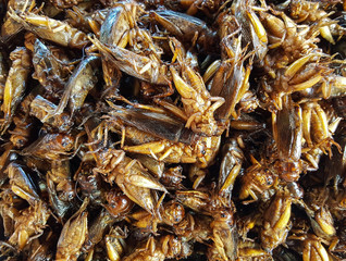 Image of crickets fried in the market for sale. Thai food at market.