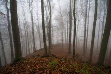 Dark forest in fog weather in autumn, little Carpathian, Slovakia, Europe
