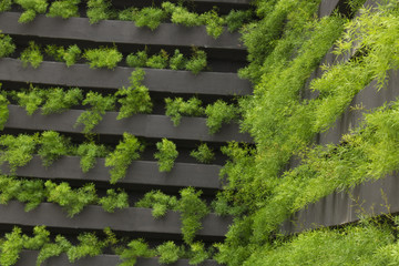 Vertical garden with young plants growing