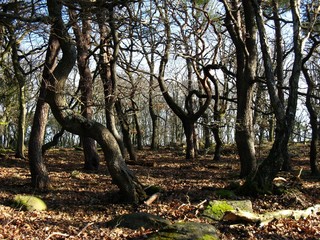 Wald auf dem Wolfsberg bei Neustadt an der Weinstraße